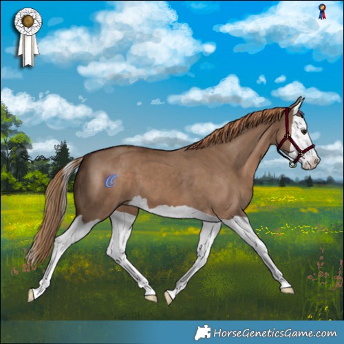 Horse Color:Liver Red Dun Splash