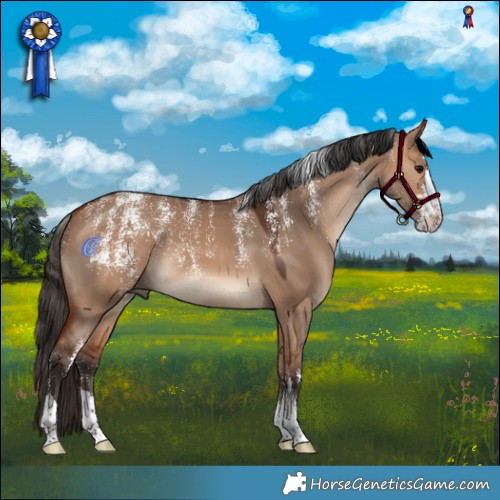Horse Color:Powder White Bay Dun 