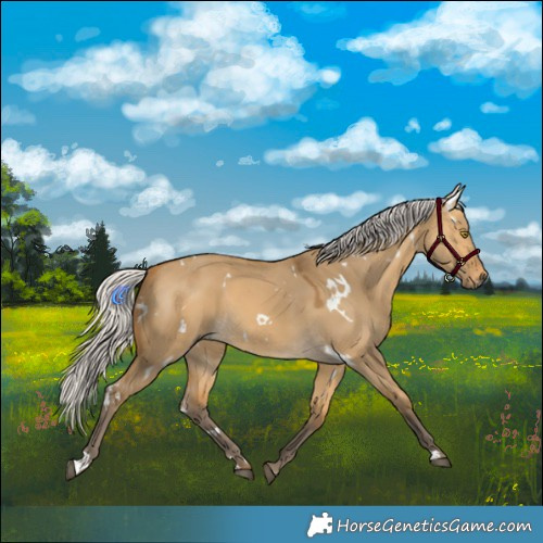 Horse Color:White Spotted Silver Buckskin Dun