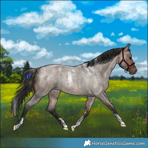 Horse Color:Powder White Brown Roan Dun