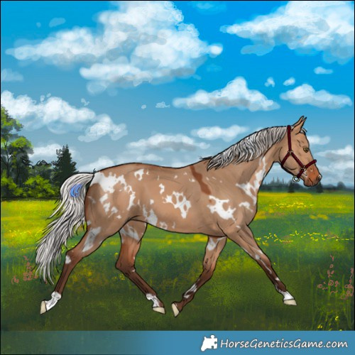 Horse Color:White Spotted Silver Bay Dun 