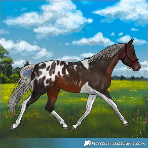 Horse Color:Gray Silver Brown Tobiano Appaloosa 