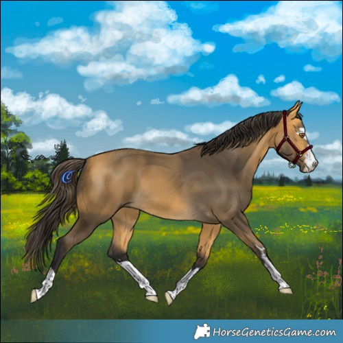 Horse Color:Buckskin 