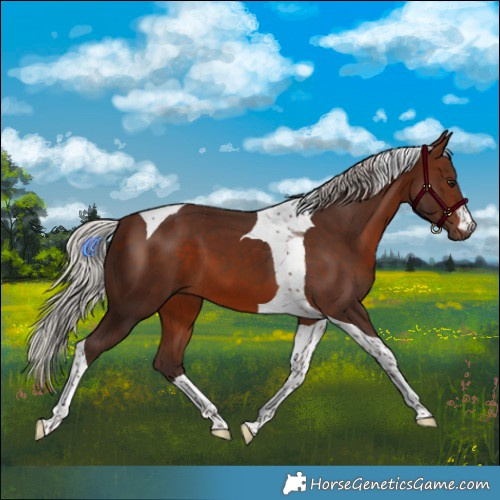 Horse Color:Silver Brown Tobiano 