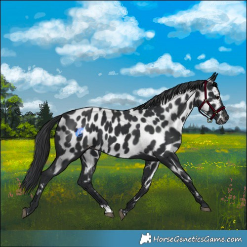 Horse Color:Black Near Leopard 