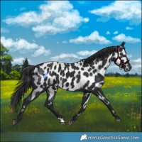 Horse Color:Black Appaloosa 