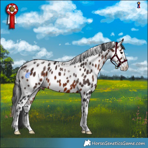 Horse Color:Powder White Brown Appaloosa