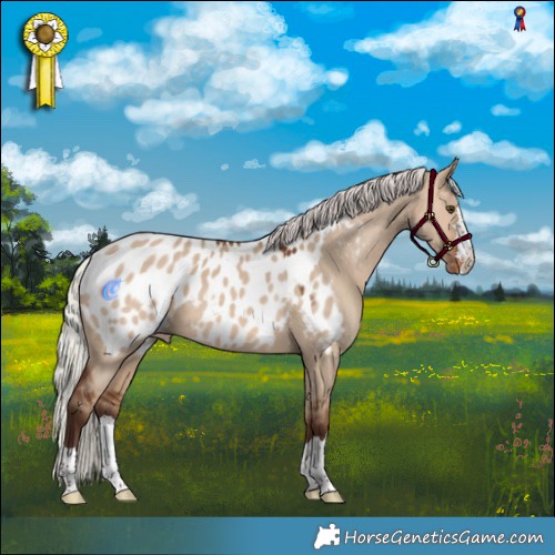 Horse Color:Silver Brown Dun Appaloosa 