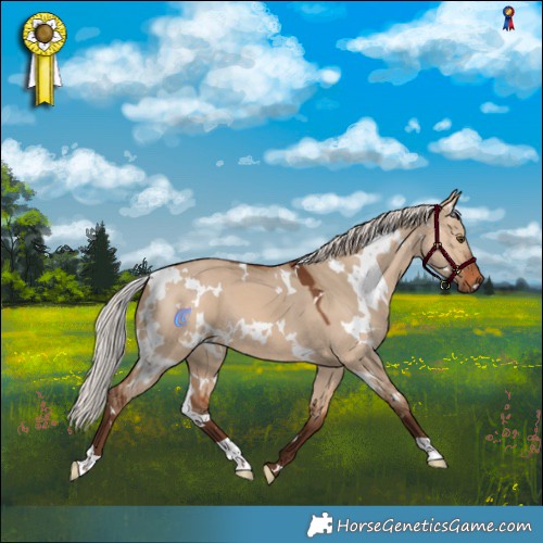 Horse Color:White Spotted Silver Bay Dun