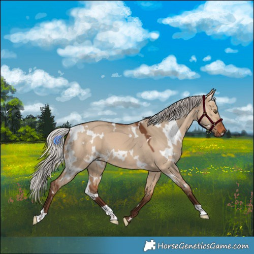 Horse Color:White Spotted Silver Bay Dun 