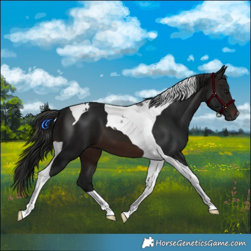 Horse Color:Gray Brown Tobiano 