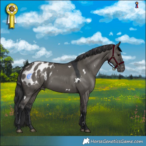 Horse Color:White Spotted Grullo Appaloosa