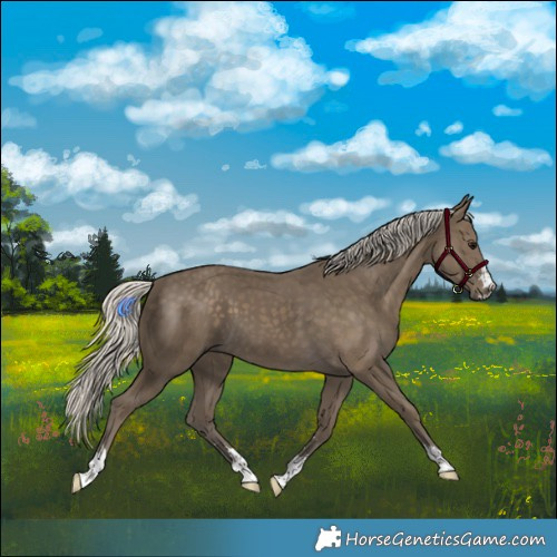 Horse Color:Silver Smoky Black 