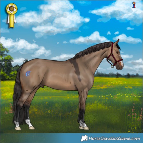Horse Color:Brown Dun 