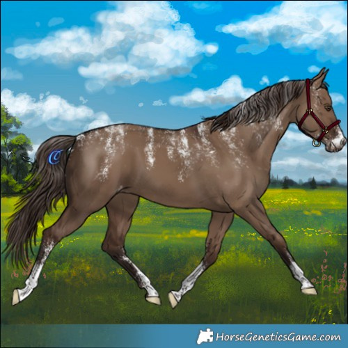 Horse Color:Powder White Liver Red Dun Appaloosa 