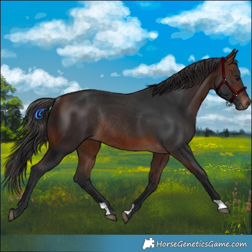 Horse Color:Brown Rabicano 