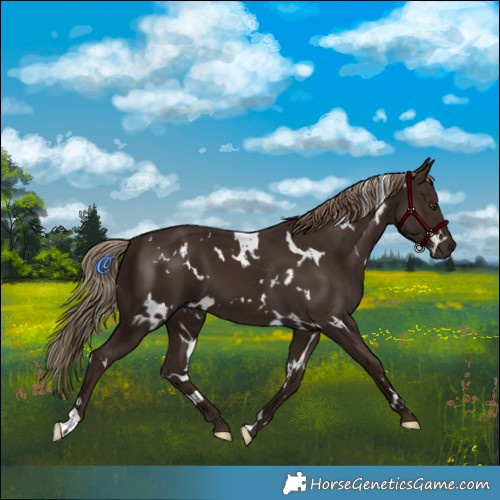 Horse Color:White Spotted Liver Chestnut 