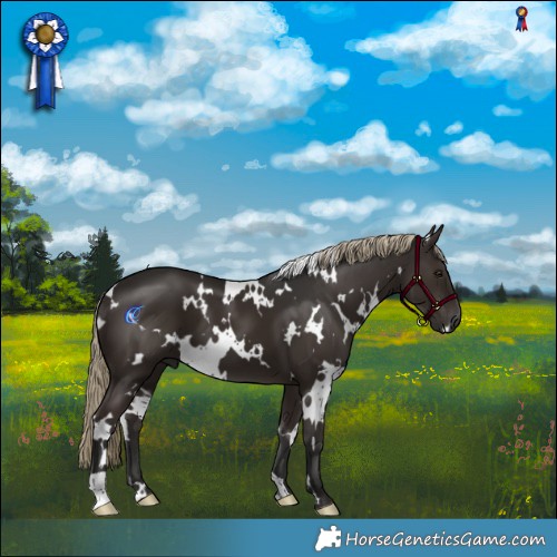 Horse Color:White Spotted Liver Chestnut