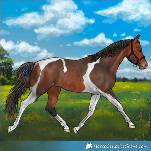 Horse Color:Bay Tobiano Appaloosa Rabicano 