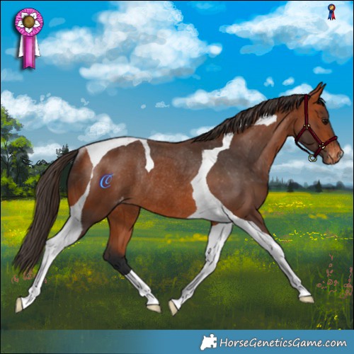 Horse Color:Bay Tobiano Varnish Rabicano 