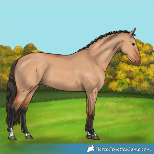 Horse Color:Bay Dun