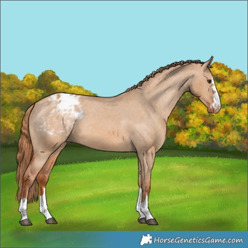 Horse Color:Red Dun Appaloosa 