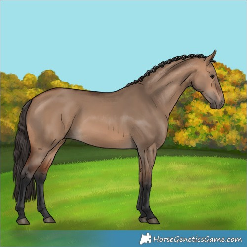 Horse Color:Bay Dun 