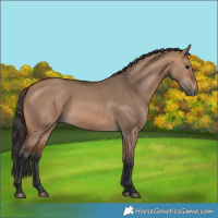 Horse Color:Bay Dun 