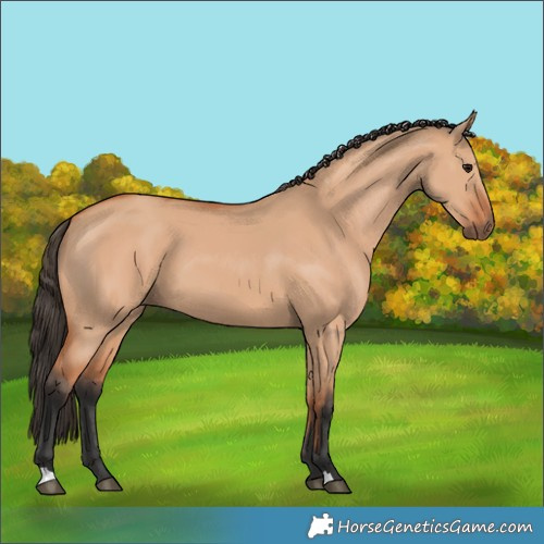 Horse Color:Bay Dun 