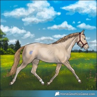 Horse Color:Smoky Black Snowdrop Rabicano