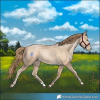 Horse Color:Smoky Black Snowdrop Rabicano 