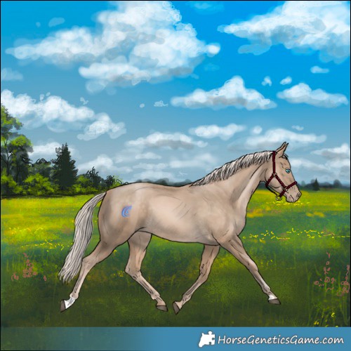 Horse Color:Chocolate Palomino Snowdrop Rabicano