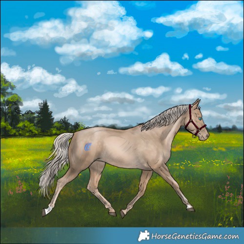 Horse Color:Chocolate Palomino Snowdrop Rabicano 