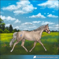 Horse Color:Chocolate Palomino Snowdrop Rabicano 