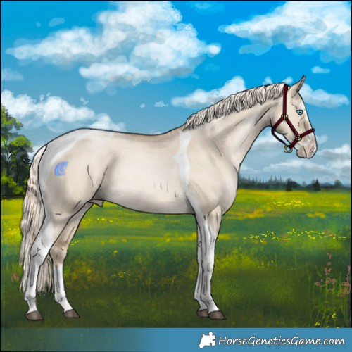 Horse Color:Chocolate Palomino Snowdrop Dun Splash Tobiano Rabicano 