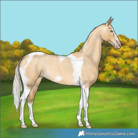 Horse Color:Gray Silver Amber Cream Champagne Roan Dun Splash Tobiano Frame Appaloosa Rabicano 
