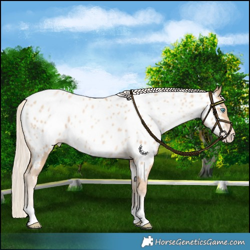 Horse Color:Palomino Pearl Near Leopard Rabicano 