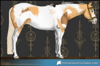 Horse Color:Buckskin Splash Frame  and Palomino Tobiano Frame 