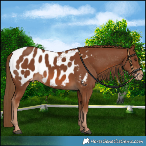 Horse Color:Chestnut Near Leopard