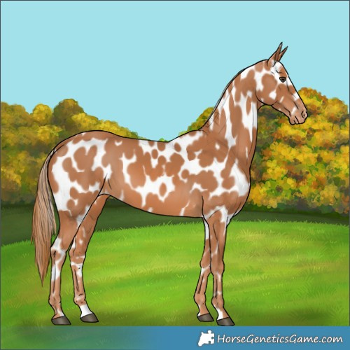 Horse Color:Chestnut Appaloosa 