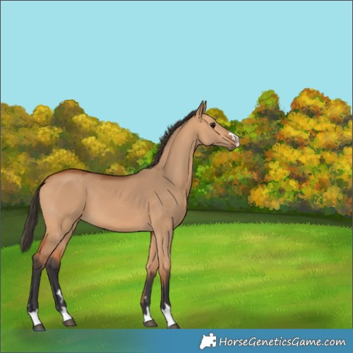Horse Color:Bay Dun 