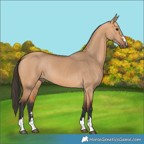 Horse Color:Bay Dun 