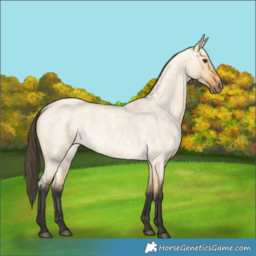 Horse Color:Buckskin Roan Dun