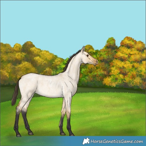 Horse Color:Buckskin Roan Dun