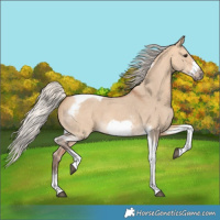 Horse Color:Silver Bay Dun Sabino Tobiano Frame Rabicano 