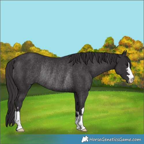 Horse Color:Smoky Black Rabicano