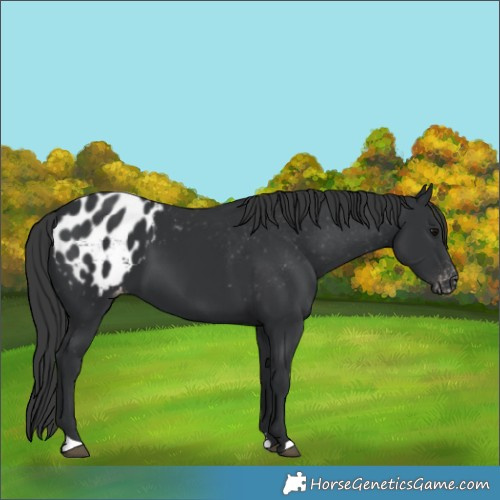 Horse Color:Black Appaloosa