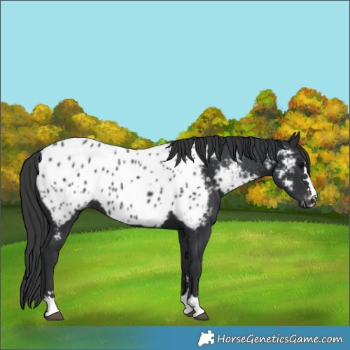 Horse Color:Black Appaloosa 