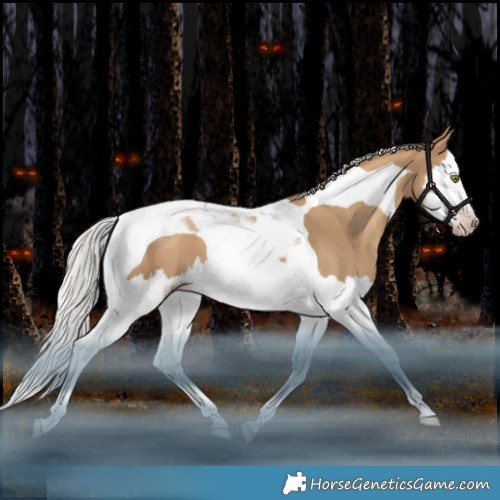 Horse Color:Gray Silver Amber Champagne Dun Splash Tobiano 