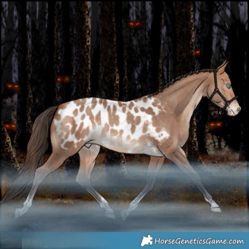 Horse Color:Amber Champagne Tobiano Appaloosa Rabicano